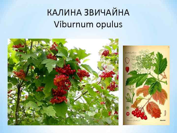 КАЛИНА ЗВИЧАЙНА Viburnum opulus 