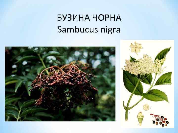 БУЗИНА ЧОРНА Sambucus nigra 