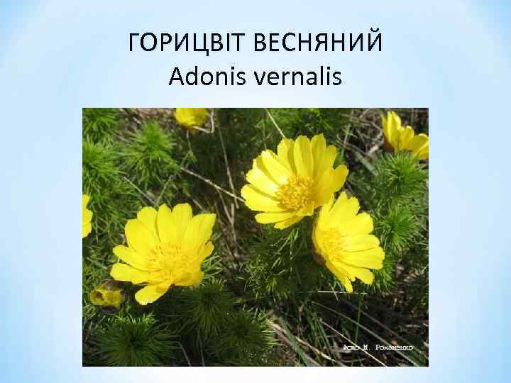 ГОРИЦВІТ ВЕСНЯНИЙ Adonis vernalis 