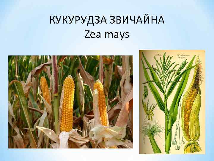 КУКУРУДЗА ЗВИЧАЙНА Zea mays 