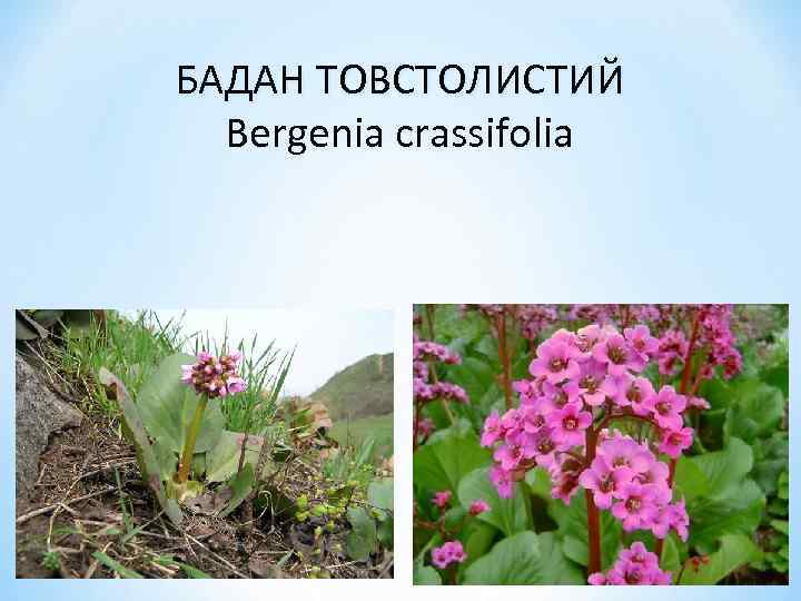 БАДАН ТОВСТОЛИСТИЙ Bergenia crassifolia 