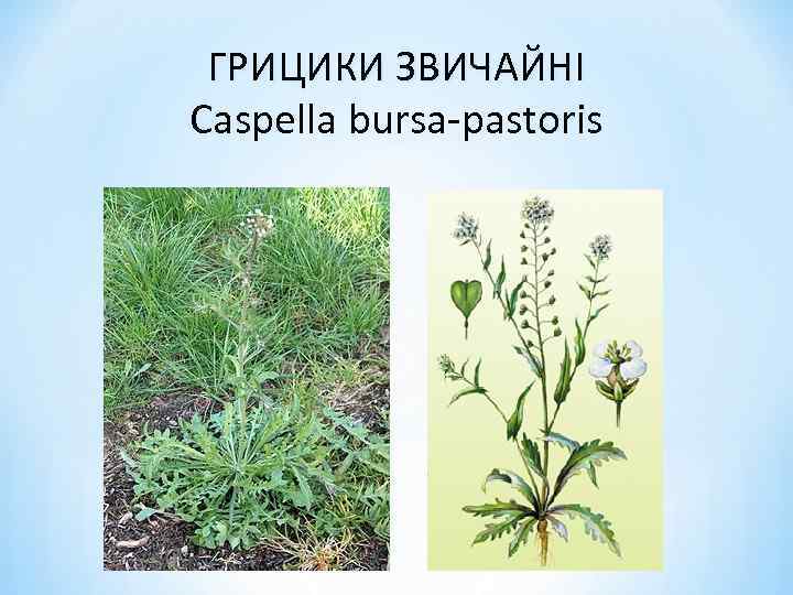 ГРИЦИКИ ЗВИЧАЙНІ Caspella bursa-pastoris 