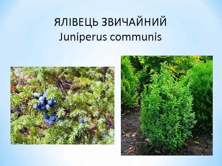 ЯЛІВЕЦЬ ЗВИЧАЙНИЙ Juniperus communis 