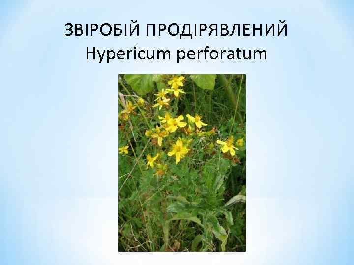 ЗВІРОБІЙ ПРОДІРЯВЛЕНИЙ Hypericum perforatum 