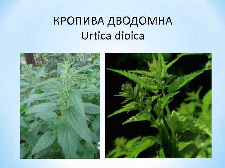 КРОПИВА ДВОДОМНА Urtica dioica 