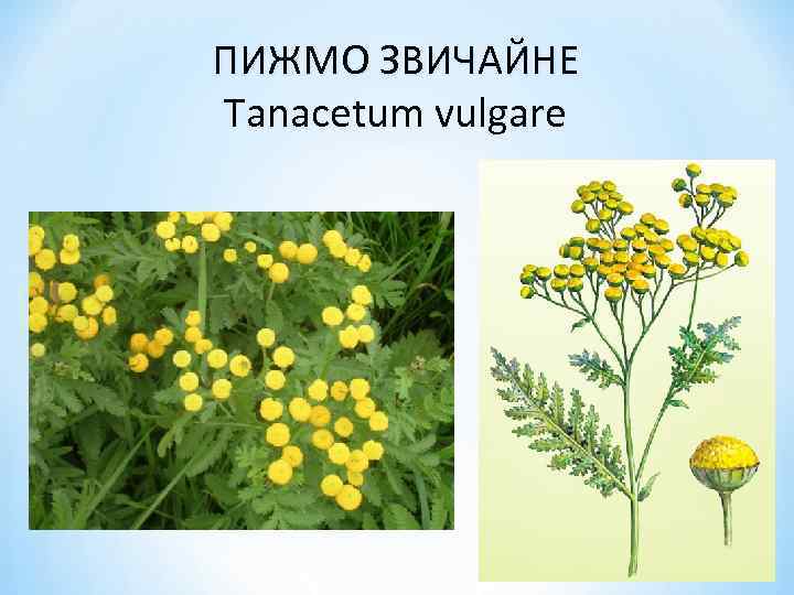 ПИЖМО ЗВИЧАЙНЕ Tanacetum vulgare 