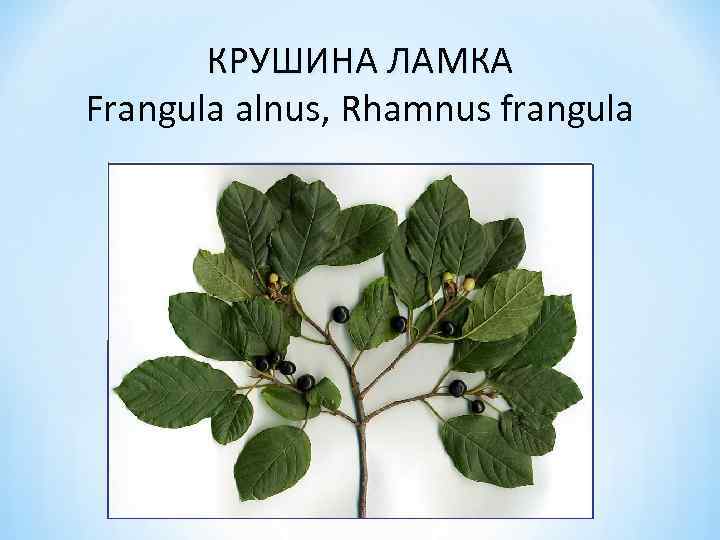 КРУШИНА ЛАМКА Frangula alnus, Rhamnus frangula 