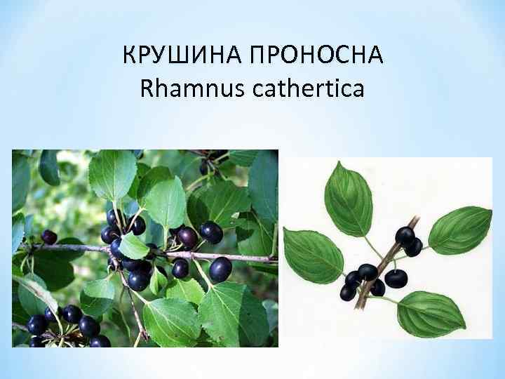 КРУШИНА ПРОНОСНА Rhamnus cathertica 