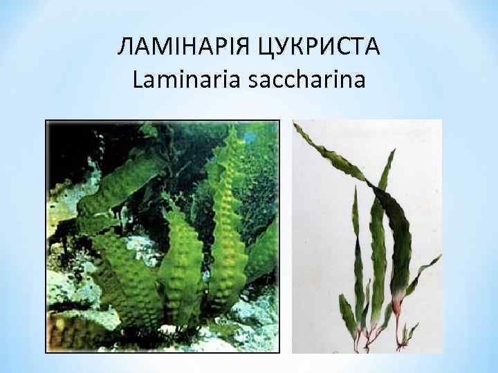 ЛАМІНАРІЯ ЦУКРИСТА Laminaria saccharina 