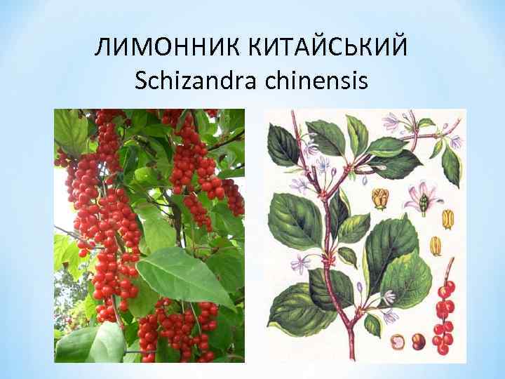 ЛИМОННИК КИТАЙСЬКИЙ Schizandra chinensis 