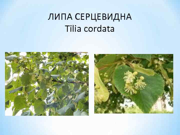 ЛИПА СЕРЦЕВИДНА Tilia cordata 