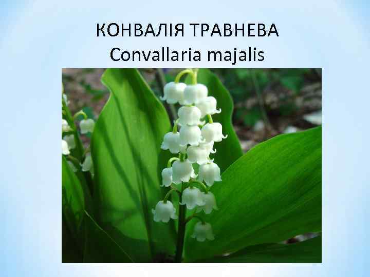 КОНВАЛІЯ ТРАВНЕВА Convallaria majalis 