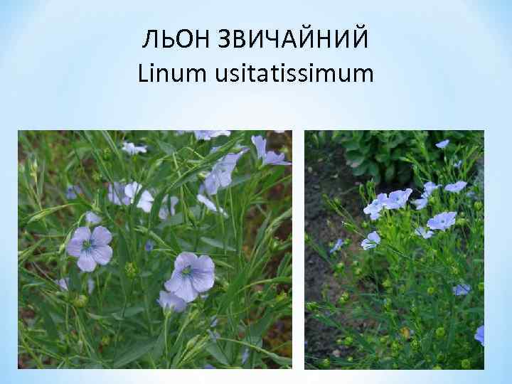 ЛЬОН ЗВИЧАЙНИЙ Linum usitatissimum 