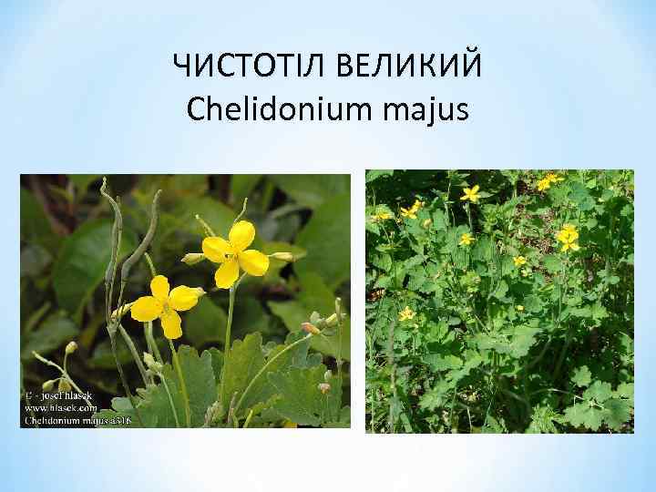 ЧИСТОТІЛ ВЕЛИКИЙ Chelidonium majus 