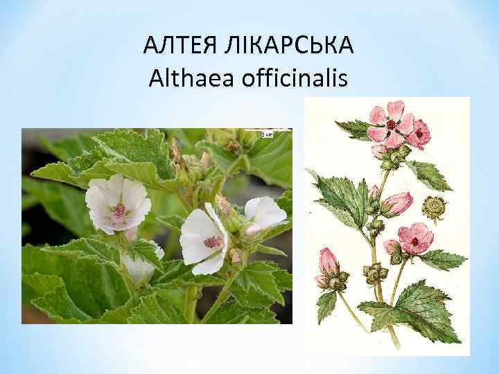 АЛТЕЯ ЛІКАРСЬКА Althaea officinalis 