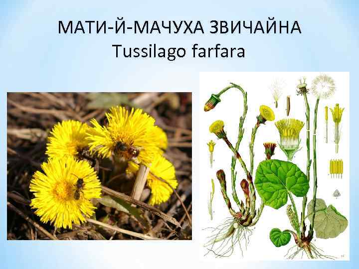 МАТИ-Й-МАЧУХА ЗВИЧАЙНА Tussilago farfara 