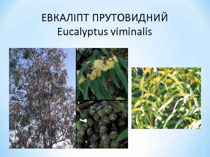 ЕВКАЛІПТ ПРУТОВИДНИЙ Eucalyptus viminalis 