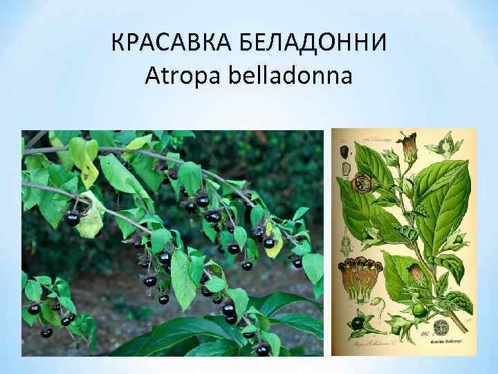 КРАСАВКА БЕЛАДОННИ Atropa belladonna 