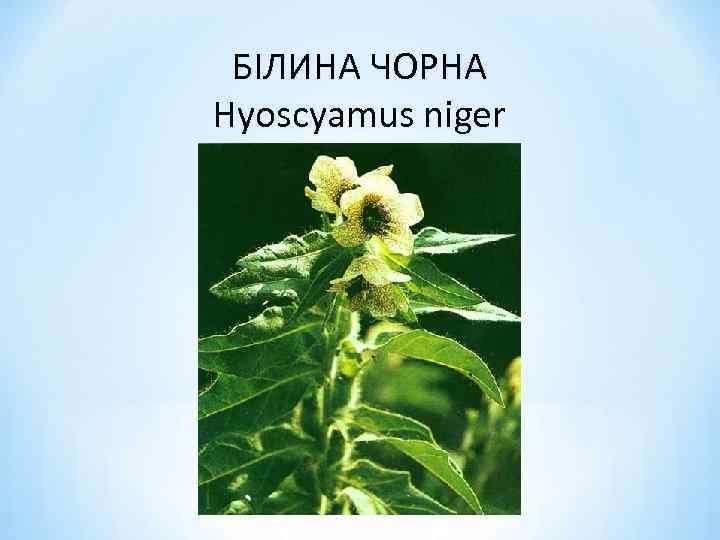 БІЛИНА ЧОРНА Hyoscyamus niger 