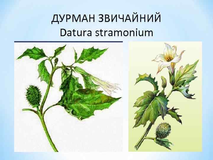 ДУРМАН ЗВИЧАЙНИЙ Datura stramonium 