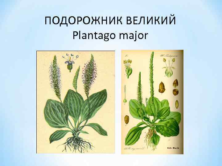 ПОДОРОЖНИК ВЕЛИКИЙ Plantago major 