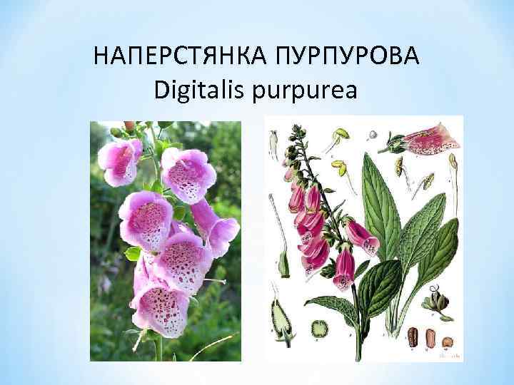 НАПЕРСТЯНКА ПУРПУРОВА Digitalis purpurea 