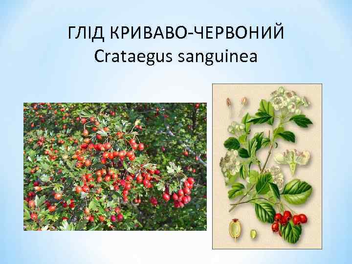 ГЛІД КРИВАВО-ЧЕРВОНИЙ Crataegus sanguinea 