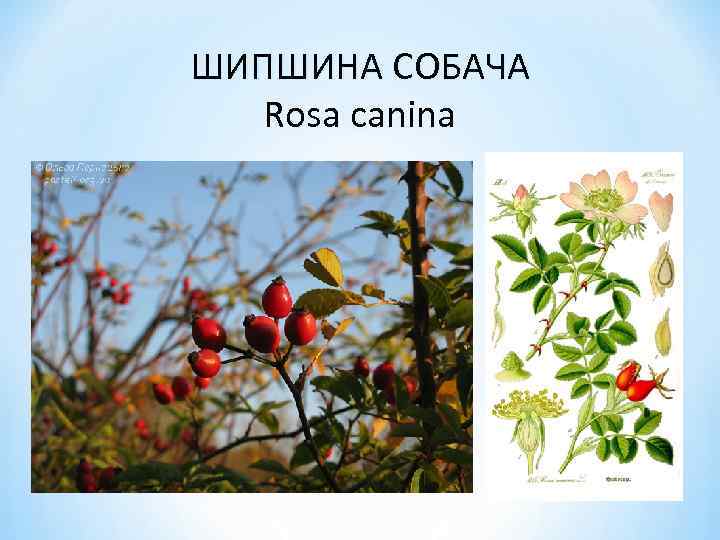 ШИПШИНА СОБАЧА Rosa canina 