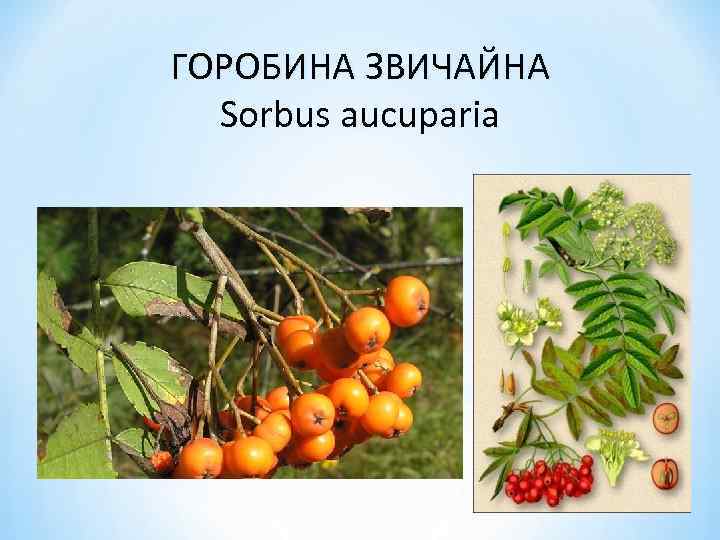 ГОРОБИНА ЗВИЧАЙНА Sorbus aucuparia 