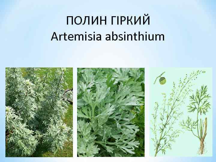 ПОЛИН ГІРКИЙ Artemisia absinthium 