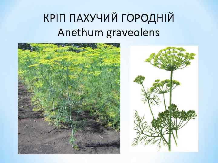 КРІП ПАХУЧИЙ ГОРОДНІЙ Anethum graveolens 