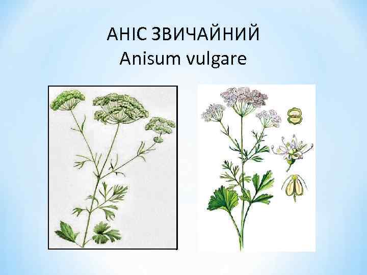 АНІС ЗВИЧАЙНИЙ Anisum vulgare 