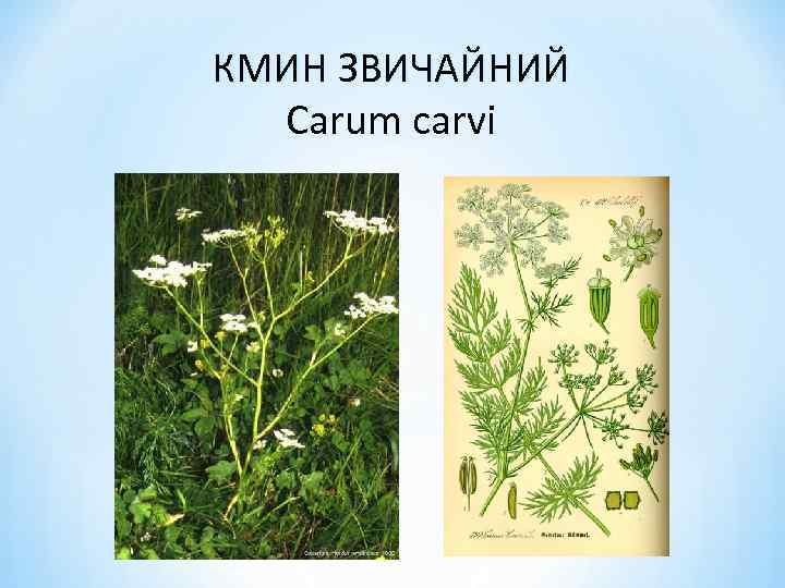 КМИН ЗВИЧАЙНИЙ Carum carvi 