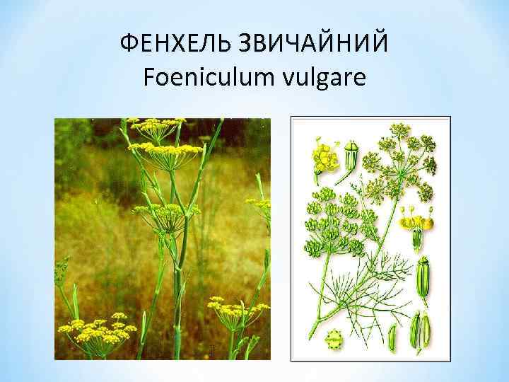 ФЕНХЕЛЬ ЗВИЧАЙНИЙ Foeniculum vulgare 