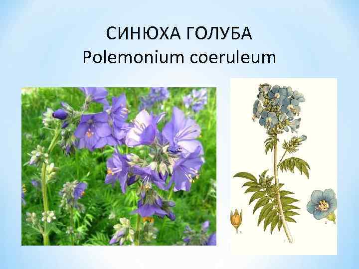 СИНЮХА ГОЛУБА Polemonium coeruleum 