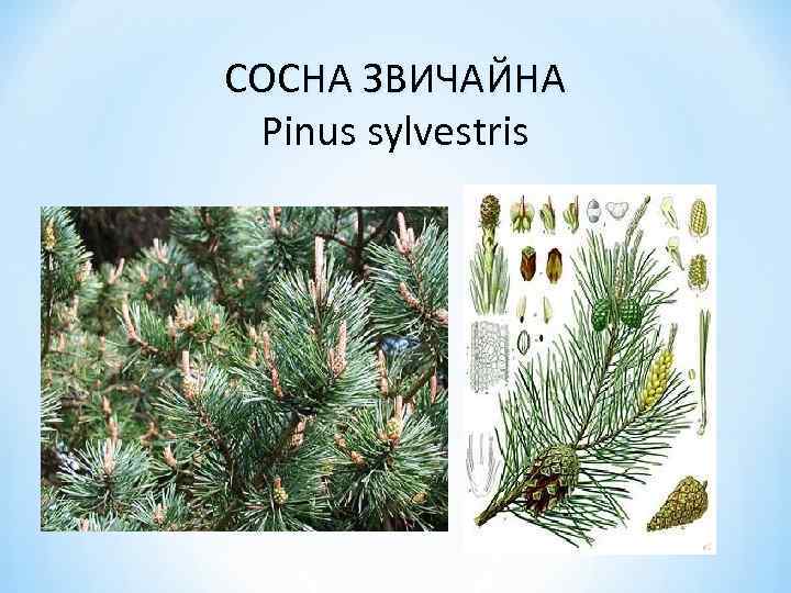 СОСНА ЗВИЧАЙНА Pinus sylvestris 