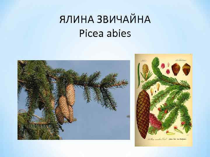 ЯЛИНА ЗВИЧАЙНА Picea abies 