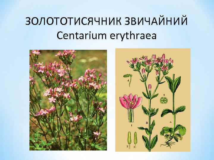 ЗОЛОТОТИСЯЧНИК ЗВИЧАЙНИЙ Centarium erythraea 