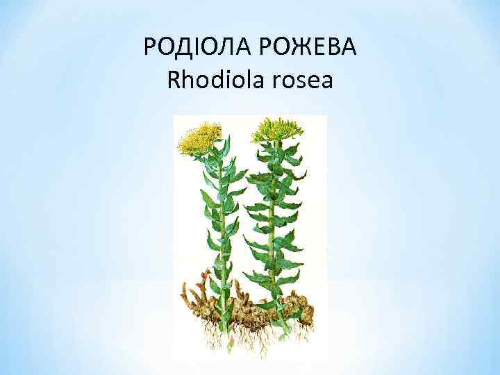 РОДІОЛА РОЖЕВА Rhodiola rosea 