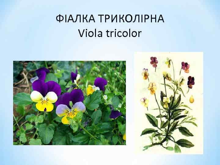 ФІАЛКА ТРИКОЛІРНА Viola tricolor 