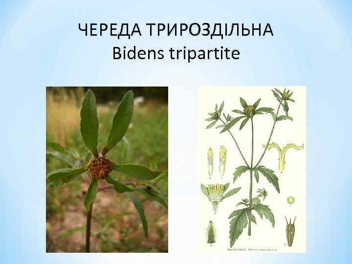 ЧЕРЕДА ТРИРОЗДІЛЬНА Bidens tripartite 