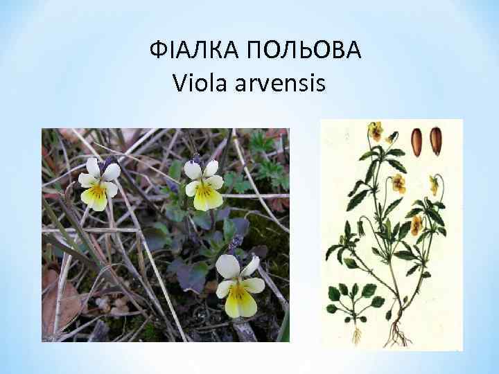 ФІАЛКА ПОЛЬОВА Viola arvensis 