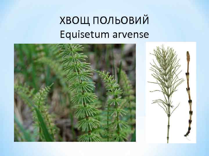 ХВОЩ ПОЛЬОВИЙ Equisetum arvense 