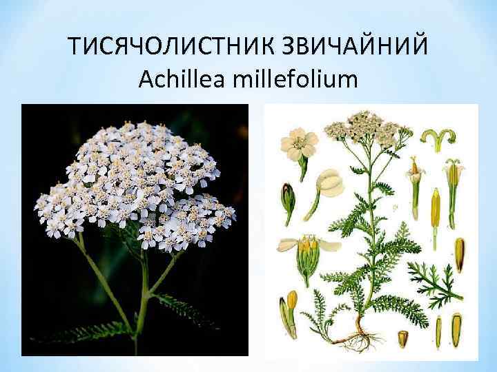 ТИСЯЧОЛИСТНИК ЗВИЧАЙНИЙ Achillea millefolium 