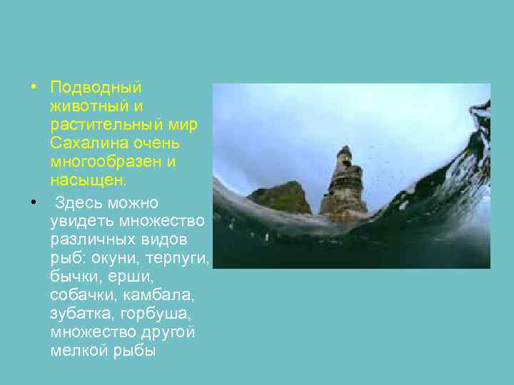  • Подводный животный и растительный мир Сахалина очень многообразен и насыщен. • Здесь