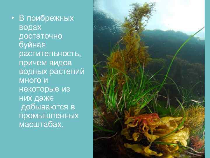  • В прибрежных водах достаточно буйная растительность, причем видов водных растений много и