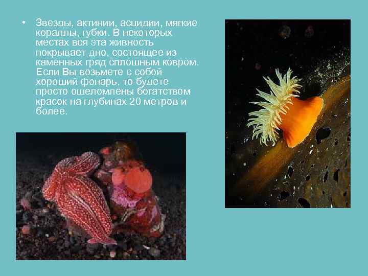  • Звезды, актинии, асцидии, мягкие кораллы, губки. В некоторых местах вся эта живность