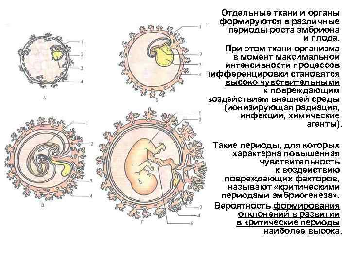 Плодный период развития человека картинка