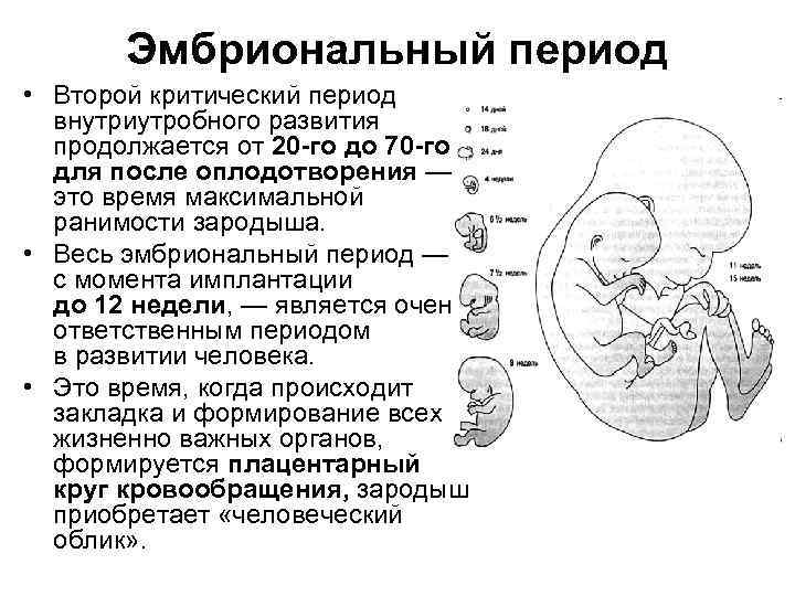 Эмбриональный период • Второй критический период внутриутробного развития продолжается от 20 -го до 70