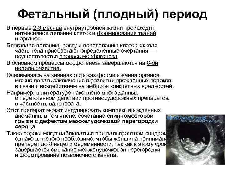 Фетальный (плодный) период В первые 2 3 месяца внутриутробной жизни происходит интенсивное деление клеток